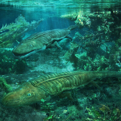 Cyclotosaurus intermedius.