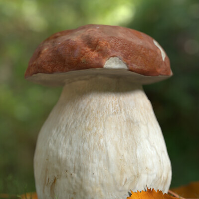 Boletus edulis