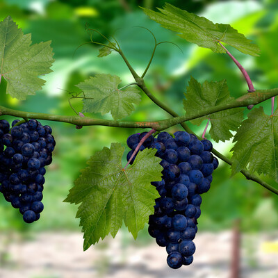 grapes
