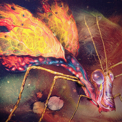 The Yellowwinged Moth