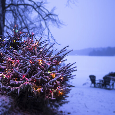 Christmas tree in the wild 