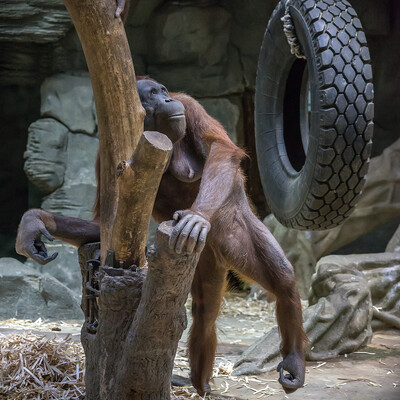 Moscow ZOO