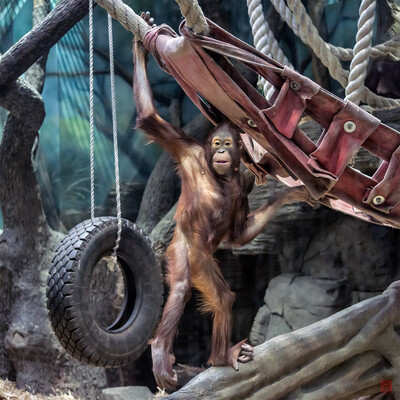 Moscow ZOO