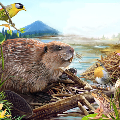 beaver