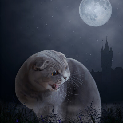 Night, full moon, cat.