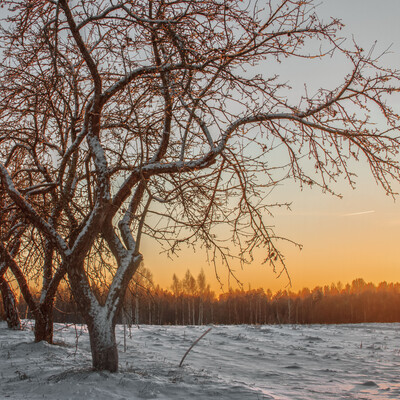 apples woods