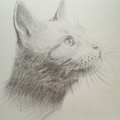 Muzzle cat
