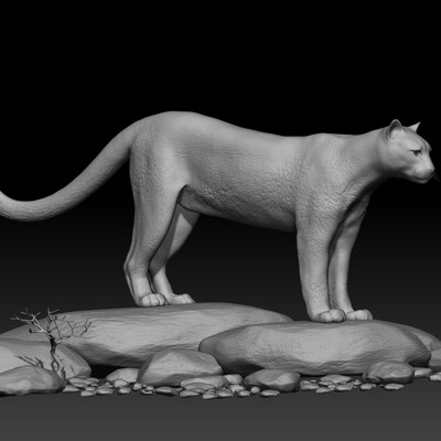 Cougar