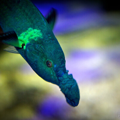 Curious fish.
