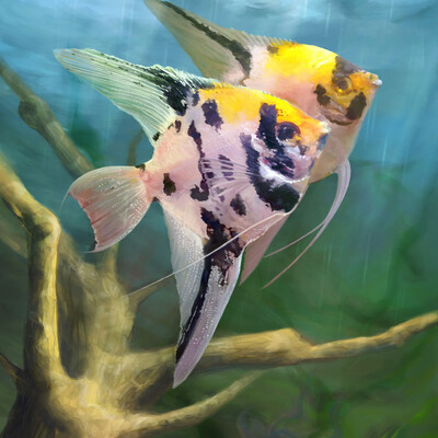 Angelfish