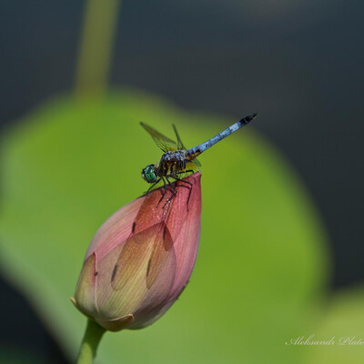 Dragonfly.