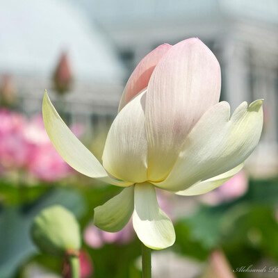 Lotus