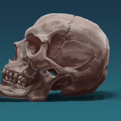 skull
