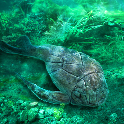 Bothriolepis canadensis