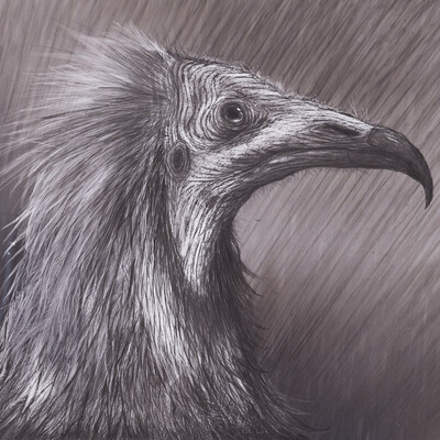 The Vulture 