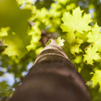 Maple