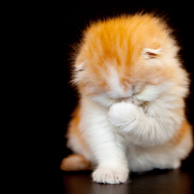 Facepalm