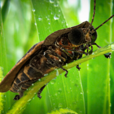 Firefly on the grass