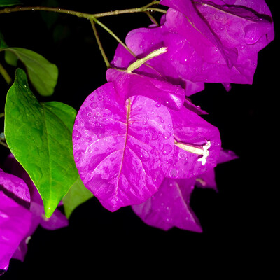 Night dew