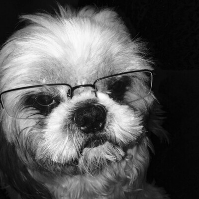 Dog with glasses