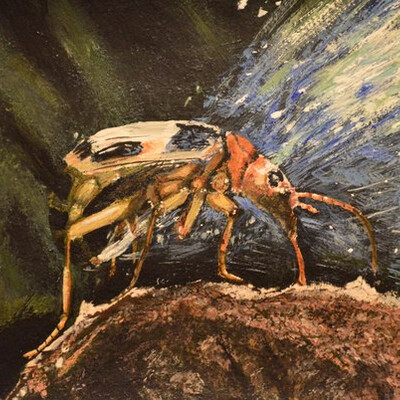 beetle