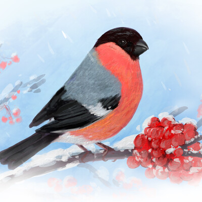 Bullfinch