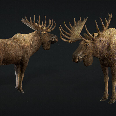 Moose