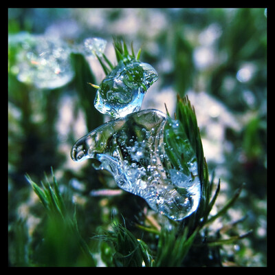 Plant-Ice
