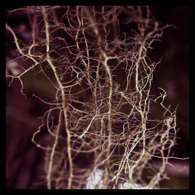Bryophyta