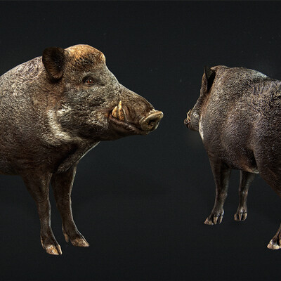 Boar