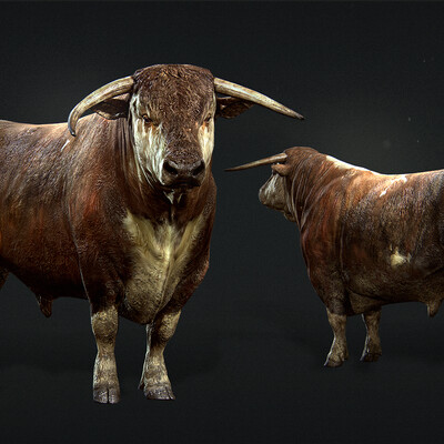 Bull
