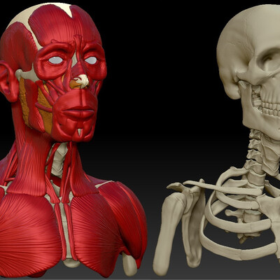 Knowledge of the human anatomy (Bust area).