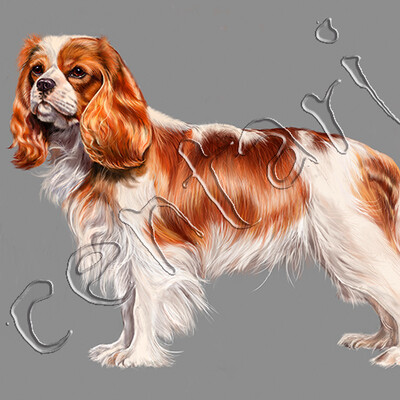  King Charles Spaniel