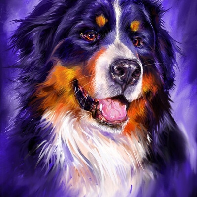 Berner Sennenhund 