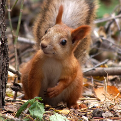 Squirell