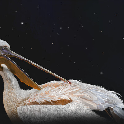 cute pelican