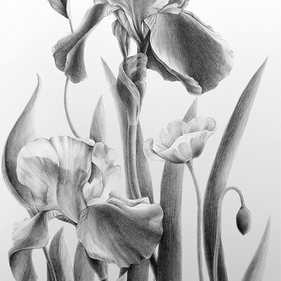 Irises