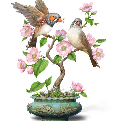 Zebra Finch