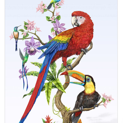 Tropical Birds South America
