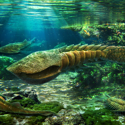 Anglaspis