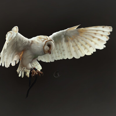 White Owl