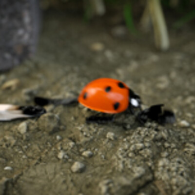 Wrong ladybug
