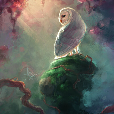 Barn owl