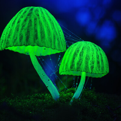 GLOW