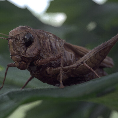 Grasshopper