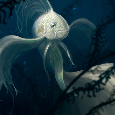 fish 05 07 2016