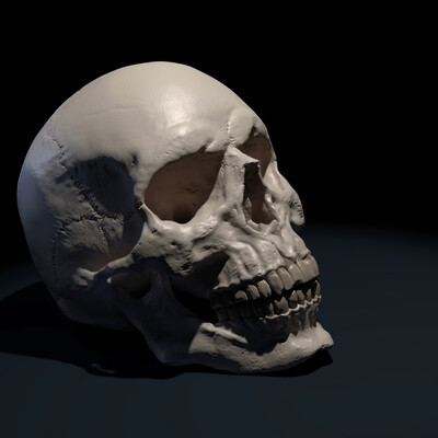 Skull