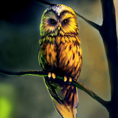 Owl