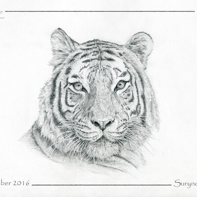 Tigre