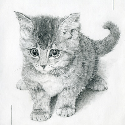 kitten